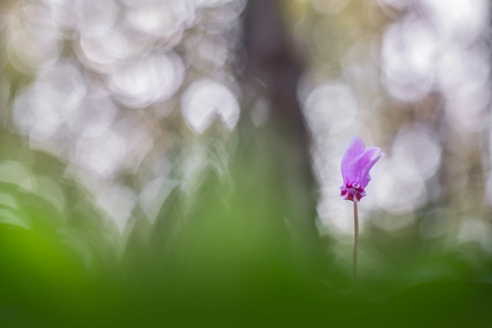 7Artisans 50mm F1.2 manuál objektív (Nikon-Z) APS-C (50F12B-Z)