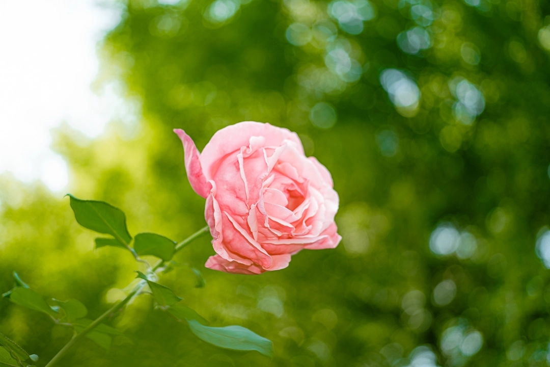 7Artisans AF 35mm F1.8  Lite autófókuszos objektív (Fuji-FX) APS-C fekete (AF35F18B-XAPS-C)